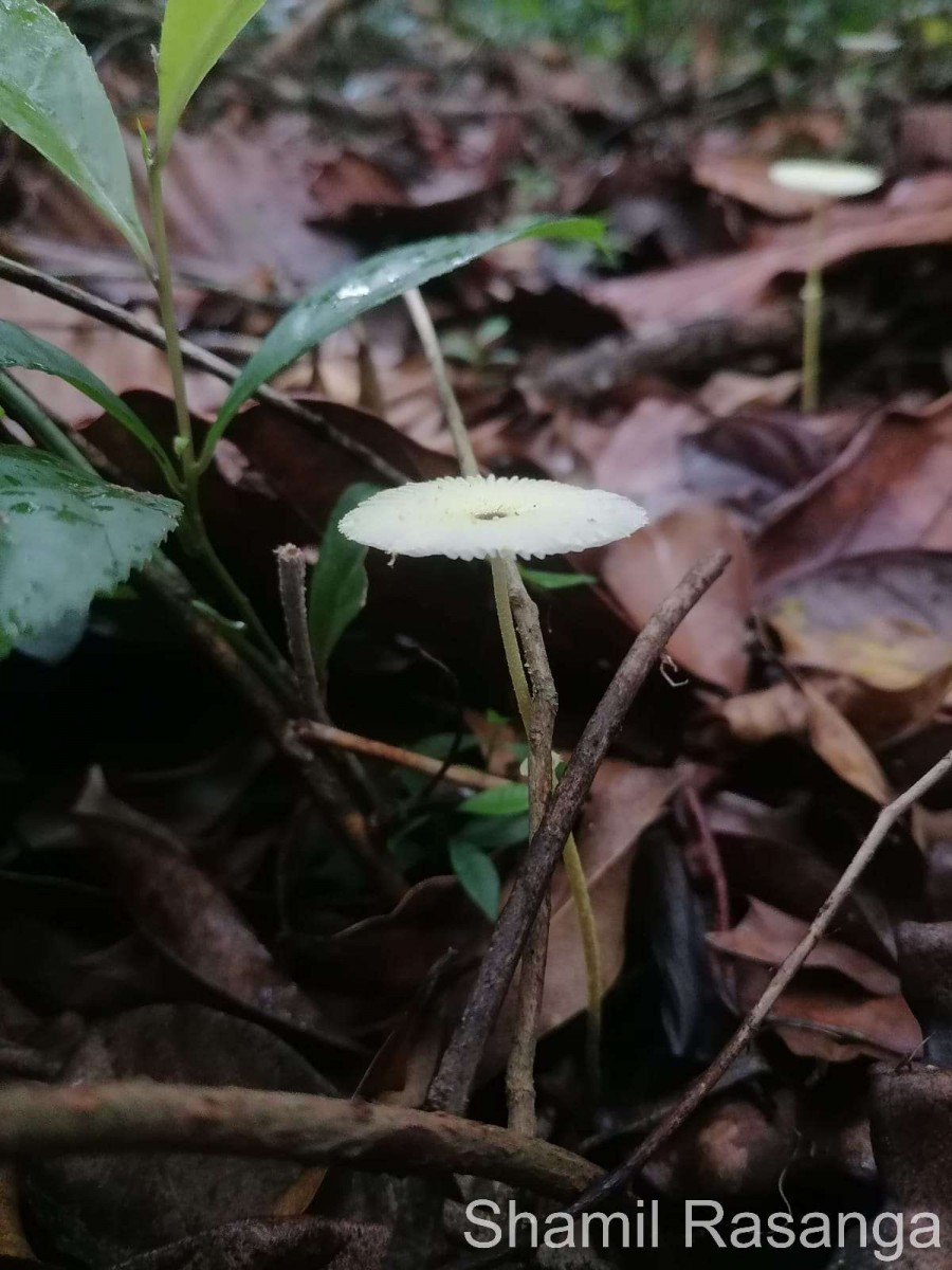 Leucocoprinus